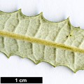 SpeciesSub: ’Zennoriensis’ (O.ilicifolia × O.lacunosa)